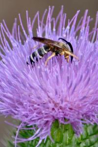 <i>Halictus scabiosae</i>