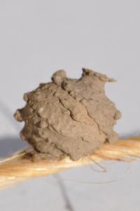 <i>Eumenes</i>