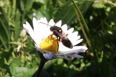 <i>Nomada</i>