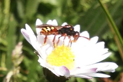 <i>Nomada</i>