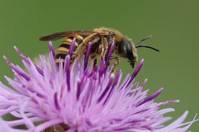 <i>Halictus scabiosae</i>