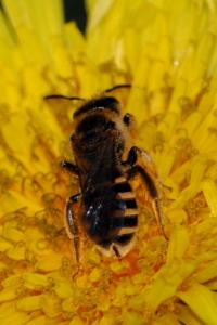 <i>Halictus scabiosae</i>