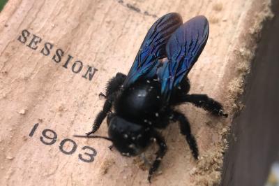 <i>Xylocopa</i>