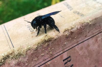 <i>Xylocopa</i>