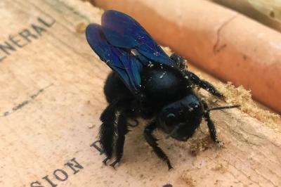 <i>Xylocopa</i>
