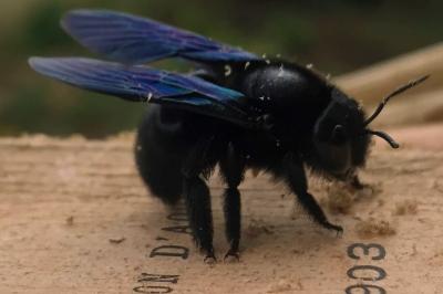 <i>Xylocopa</i>