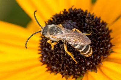 <i>Halictus scabiosae</i>