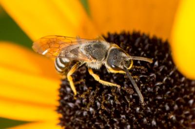 <i>Halictus scabiosae</i>