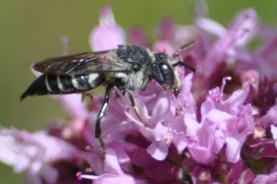 <i>Coelioxys</i>