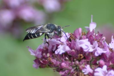 <i>Coelioxys</i>