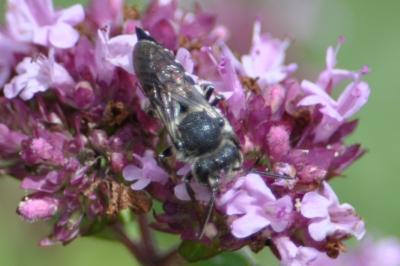 <i>Coelioxys</i>