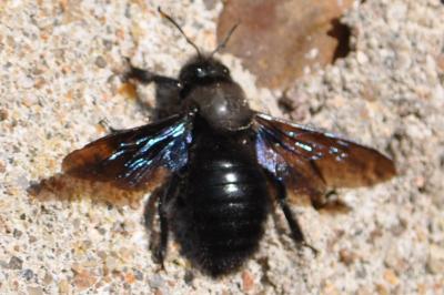 <i>Xylocopa violacea</i>