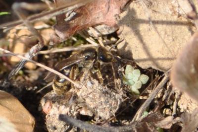 <i>Lasioglossum</i>