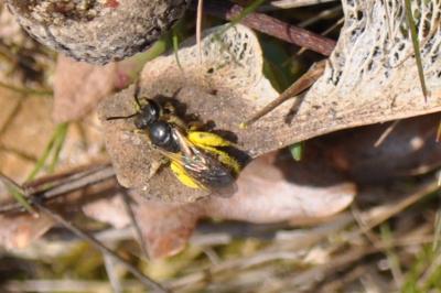 <i>Lasioglossum</i>