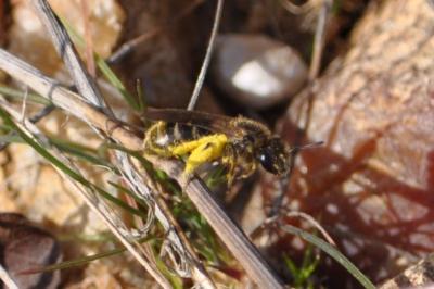 <i>Lasioglossum</i>