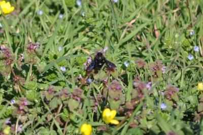 <i>Xylocopa</i>