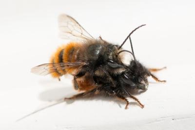 <i>Osmia cornuta</i>