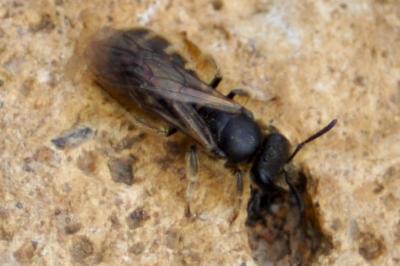 <i>Lasioglossum</i>