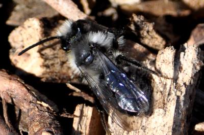 Andrena agilissima