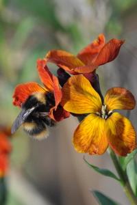 <i>Bombus pratorum</i>