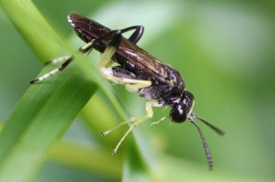 <i>Macrophya montana</i>
