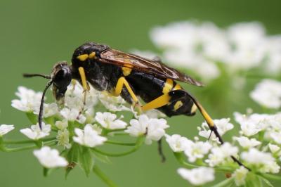 <i>Macrophya montana</i>