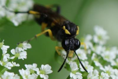 <i>Macrophya montana</i>