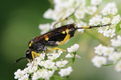 <i>Macrophya montana</i>