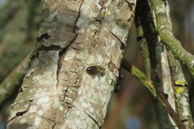 <i>Dasypoda hirtipes</i>
