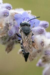 <i>Coelioxys</i>