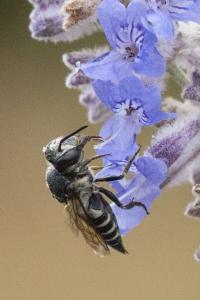 <i>Coelioxys</i>