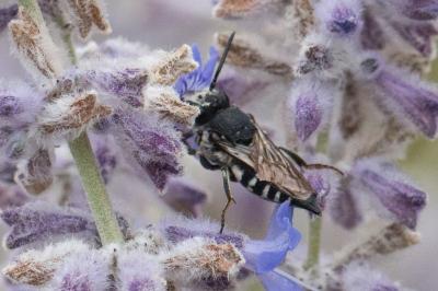 <i>Coelioxys</i>