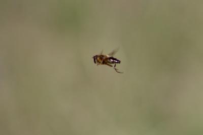 <i>Osmia bicornis</i>