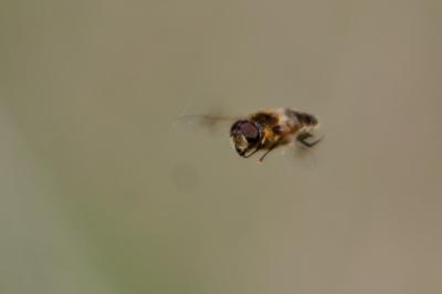 <i>Osmia bicornis</i>