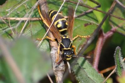 <i>Polistes bischoffi</i>