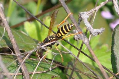 <i>Polistes bischoffi</i>