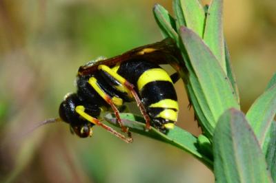 Tenthredo zona