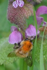 <i>Bombus pascuorum</i>