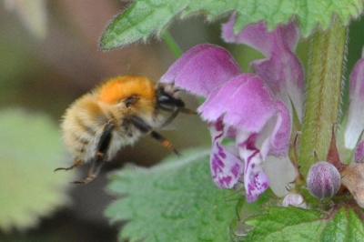 Bombus pascuorum