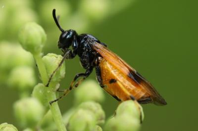 Arge cyanocrocea
