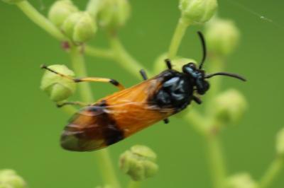 <i>Arge cyanocrocea</i>