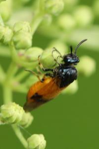 <i>Arge cyanocrocea</i>