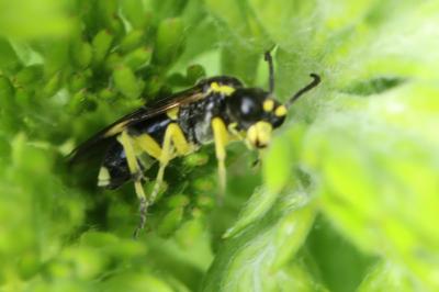 <i>Zonuledo zonula</i>
