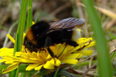 Bombus terrestris