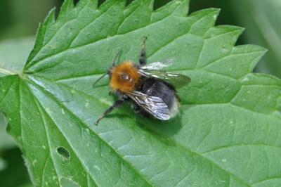 Bombus hypnorum