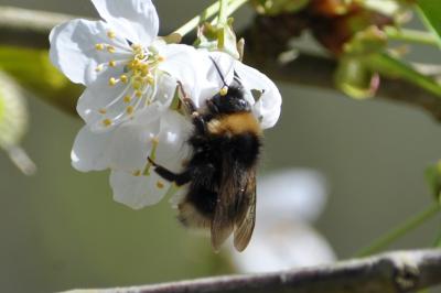 Bombus sylvestris