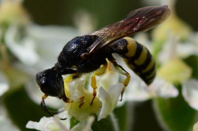 Lestica clypeata