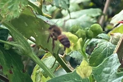 <i>Andrena florea</i>