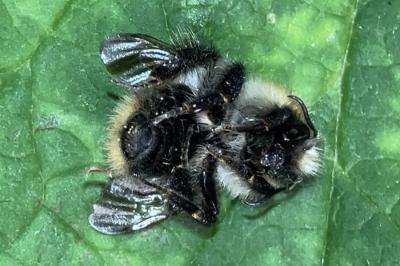 <i>Bombus pascuorum</i>