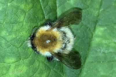 Bombus pascuorum